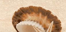Аликанте бежевый (верх жемчужина на песке) 07-00-5-10-00-11-121 декор 250х500